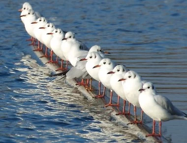 Απίστευτο: Γλάροι της Αυστραλίας μεταφέρουν βακτήρια ανθεκτικά στα γνωστά αντιβιοτικά